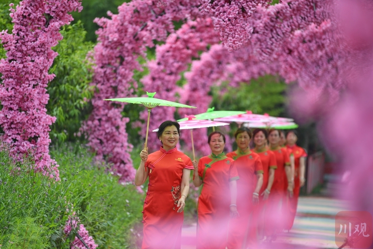 (转载)成都:荷花迎来最佳观赏期 乡村美景引客来