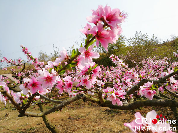 图片默认标题_fororder_桃花盛开-赏花正当时