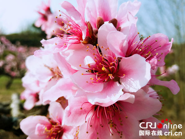 图片默认标题_fororder_文宫桃花正盛开