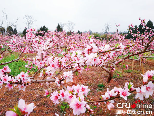 图片默认标题_fororder_文宫镇桃花海