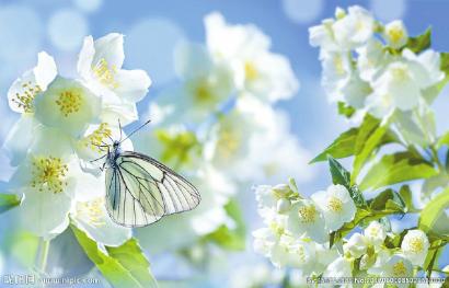 （焦点图，导航成都，移动端）春回大地 四川开启赏花游