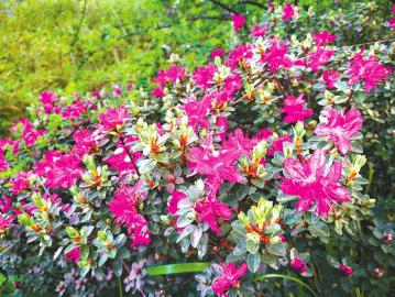 （焦点图，导航成都，移动端）春回大地 四川开启赏花游