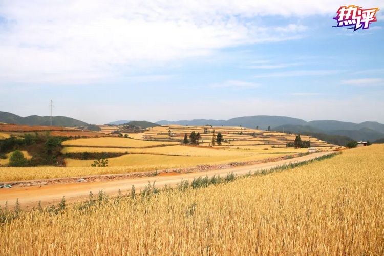 热评丨风吹麦浪时 从“增”“减”中看夏收