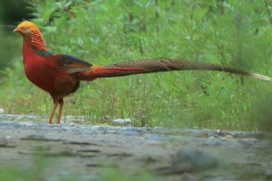（焦点图，导航成都，移动端）四川25种雉鸡类 一半以上出现在卧龙(组图)