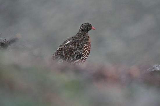 （焦点图，导航成都，移动端）四川25种雉鸡类 一半以上出现在卧龙(组图)