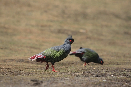 （焦点图，导航成都，移动端）四川25种雉鸡类 一半以上出现在卧龙(组图)