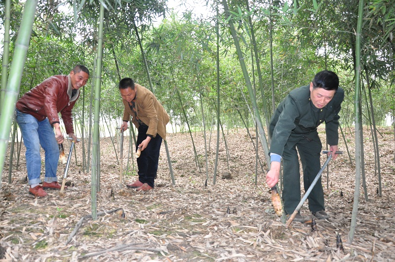 （导航成都，移动端）挖春笋、品春茶 成都蒲江“明月村2018雷竹春笋艺术月”启动