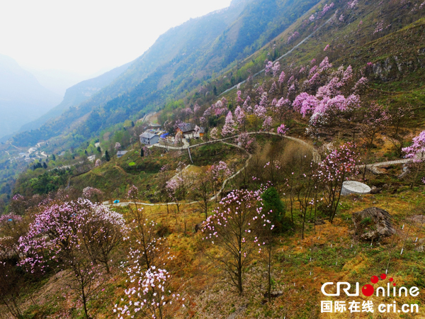 图片默认标题_fororder_盛开的辛夷花（摄影王卫国）