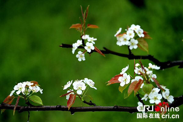 图片默认标题_fororder_雨中梨花更娇艳[4]