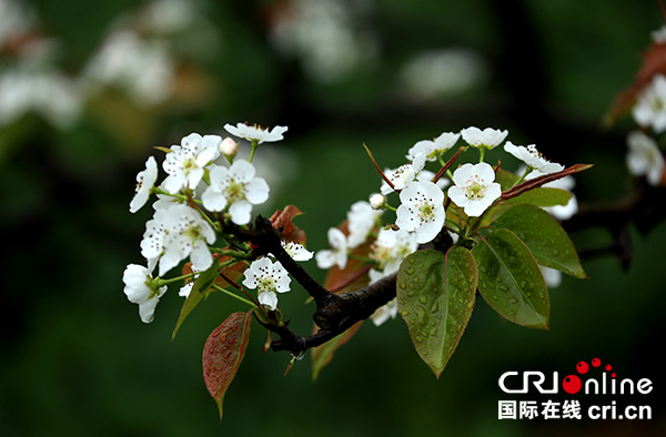 图片默认标题_fororder_雨中梨花更娇艳[1]