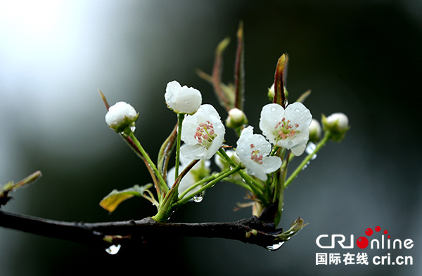 图片默认标题_fororder_雨中梨花更娇艳[2]