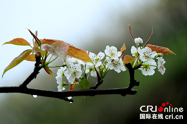 图片默认标题_fororder_雨中梨花更娇艳[3]