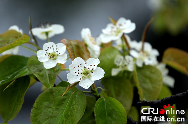 图片默认标题_fororder_雨中梨花更娇艳[6]