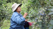 湖南道縣：藍莓采摘富農家