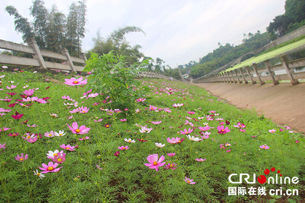 图片默认标题_fororder_河堤花海走廊（摄影：王遥）