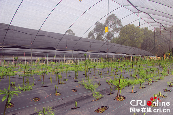 图片默认标题_fororder_中药材基地（摄影：葛旺）