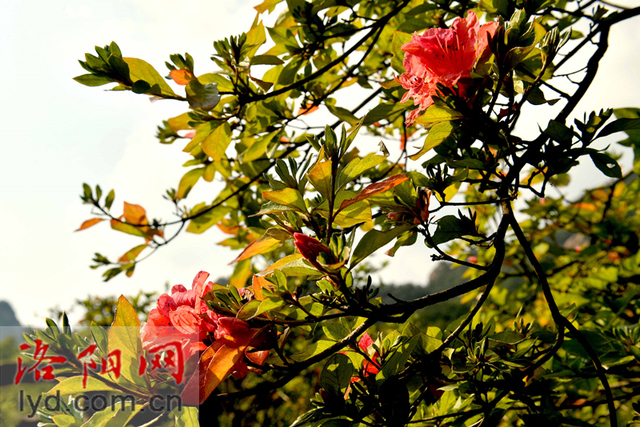 汝阳西泰山：杜鹃花开迎国庆