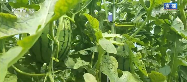 瓜果香飘振兴路 小西瓜带来“甜蜜生活”