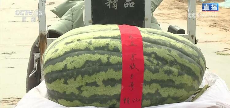 瓜果香飘振兴路 小西瓜带来“甜蜜生活”