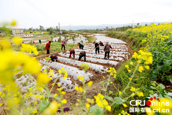 图片默认标题_fororder_村民正在地里盖膜