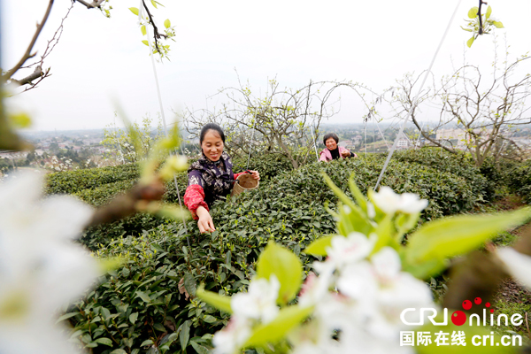 图片默认标题_fororder_茶农在前锋区光辉乡野春芽茶叶基地茶场采茶