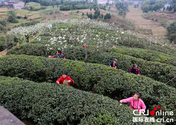 图片默认标题_fororder_茶农采茶