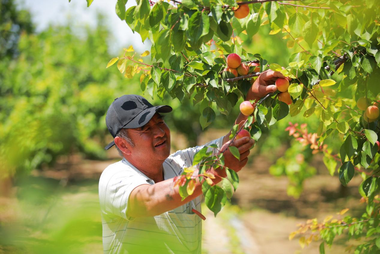 Récolte abondante des fruits à Weinan, dans la province du Shaanxi_fororder_图片1