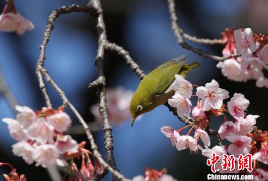日本で桜がもうすぐ見ごろに 各地自治体が中国人観光客呼び込み 日本で桜がもうすぐ見ごろに 各地自治体が中国人観光客呼び込み