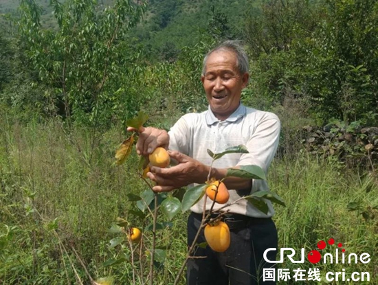 （烤烟是植物名称）贵州水城：产业扶贫带动贫困群众脱贫致富