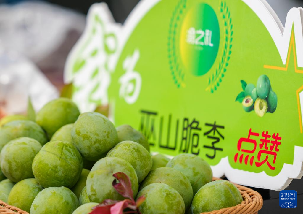 【城市远洋】重庆:“脆李航班”再起航 致富果飞出三峡