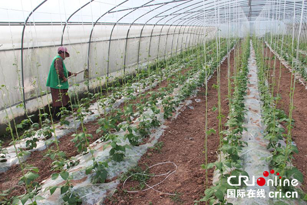 图片默认标题_fororder_仁寿优尚农场蔬菜大棚