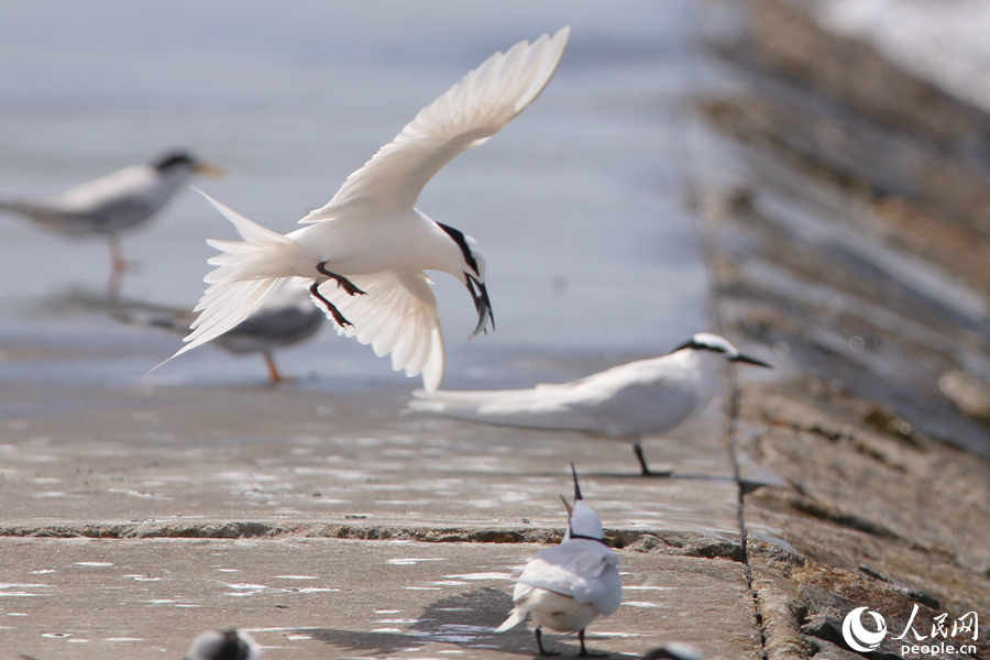 厦门:燕鸥翔集舞盛夏 厦门:燕鸥翔集舞盛夏