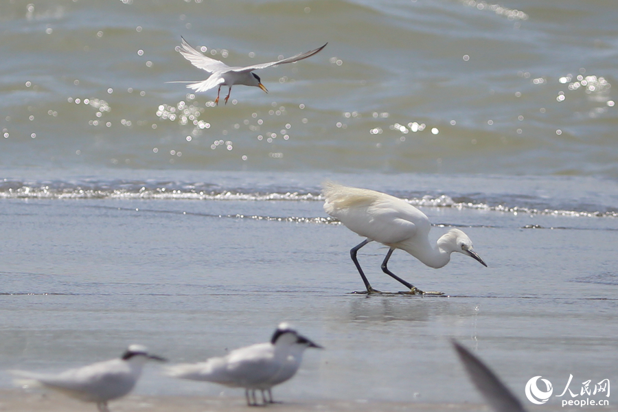 厦门:燕鸥翔集舞盛夏 厦门:燕鸥翔集舞盛夏