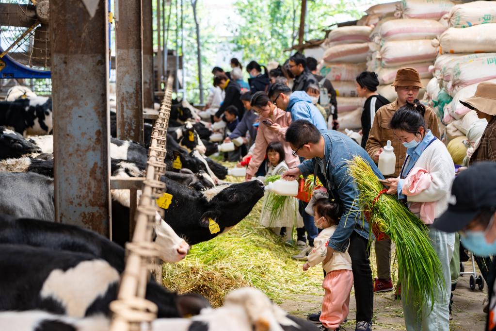 浙江嘉兴:养好奶牛,“犇”向共富 浙江嘉兴:养好奶牛,“犇”向共富