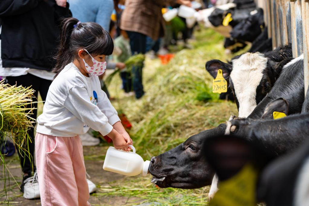 浙江嘉兴:养好奶牛,“犇”向共富 浙江嘉兴:养好奶牛,“犇”向共富