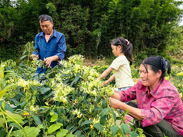 (张)宜宾筠连150亩金银花迎来采摘期_fororder_村民们正在采摘金银花--摄影詹小芹