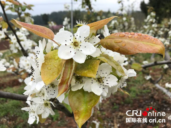 图片默认标题_fororder_2