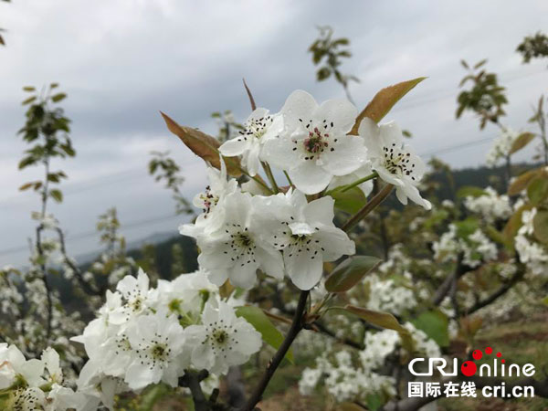 图片默认标题_fororder_3