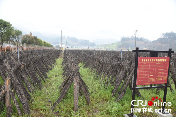 图片默认标题_fororder_3