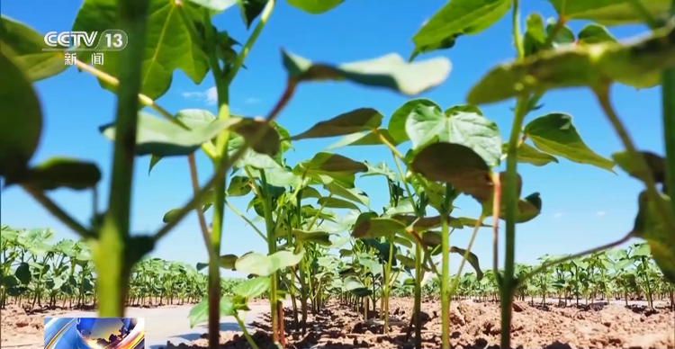 卫星遥感指导科学田管 棉花“避暑”有妙招→