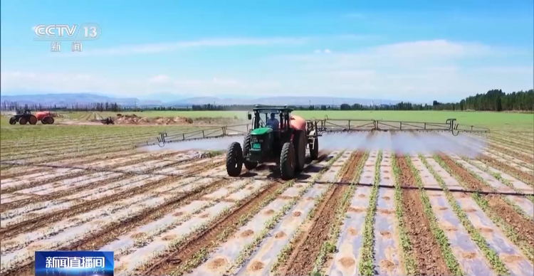卫星遥感指导科学田管 棉花“避暑”有妙招→
