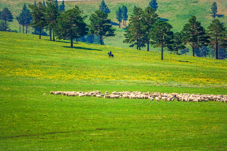内蒙古呼伦贝尔：夏日草原 牧歌悠长_fororder_图为6月13日，牧民骑马在草原上放牧。  (5)