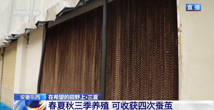蚕宝宝也住“楼房”?探访安徽岳西养蚕家庭工厂→