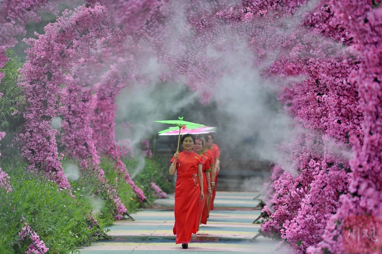 (转载)成都:荷花迎来最佳观赏期 乡村美景引客来