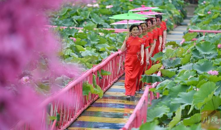 (转载)成都:荷花迎来最佳观赏期 乡村美景引客来