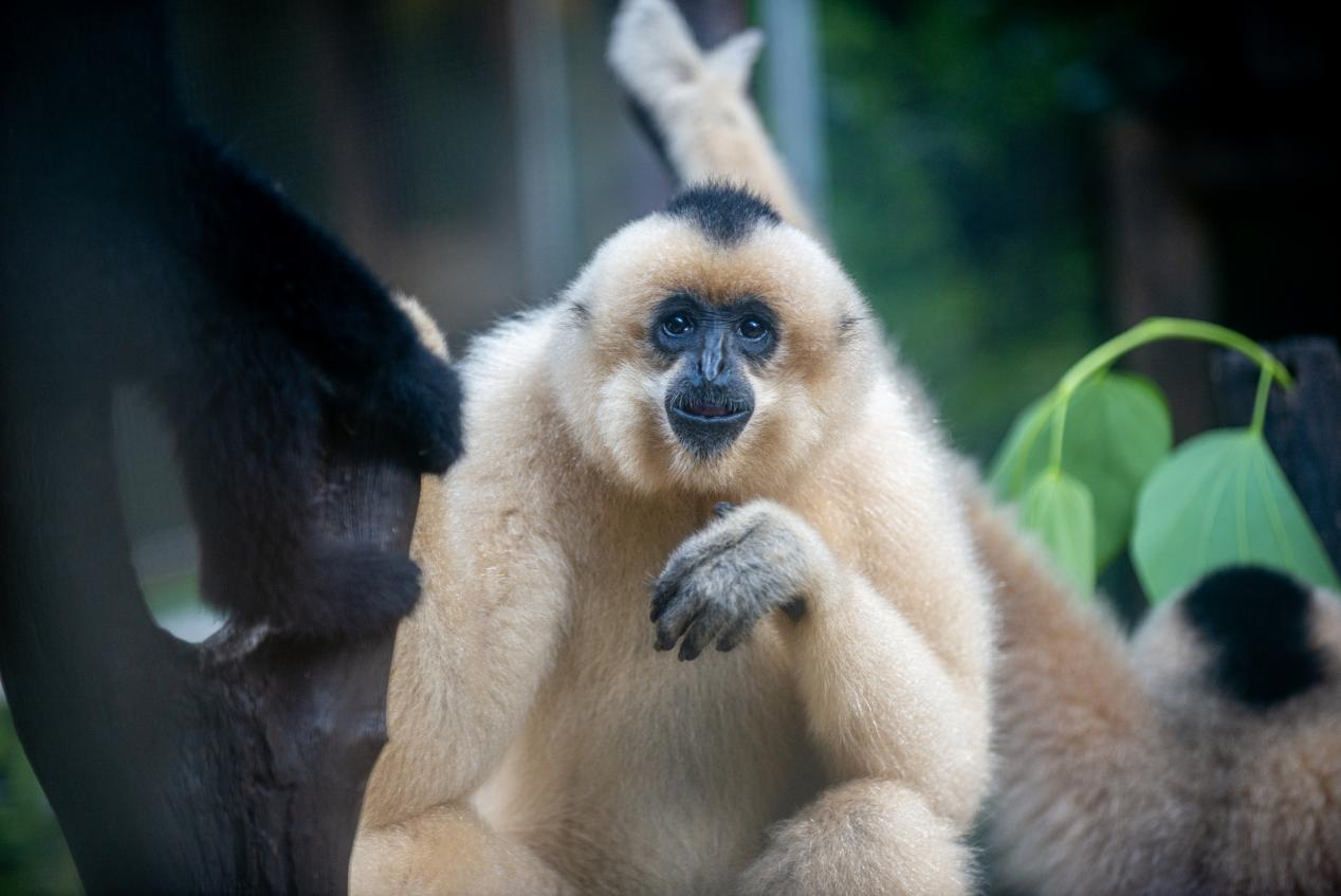 高清组图 | 南宁:动物消暑享“清凉”_fororder_图片40