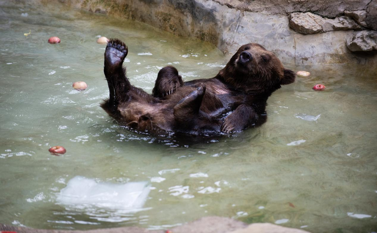 高清组图 | 南宁:动物消暑享“清凉”_fororder_图片39