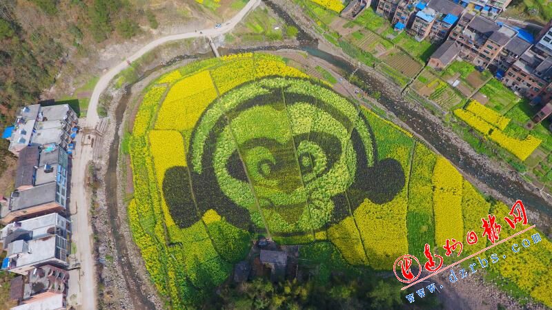 （导航达州，移动端）大地作画布 达州市宣汉巴山大峡谷油菜花田绽放别样景观