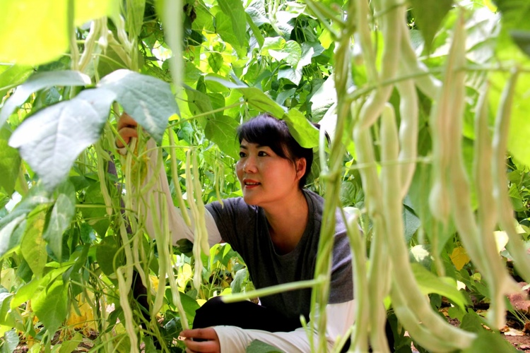 图片默认标题_fororder_图二:丰宁满族自治县黄旗镇南沟门设施大棚内游客在采摘豆角