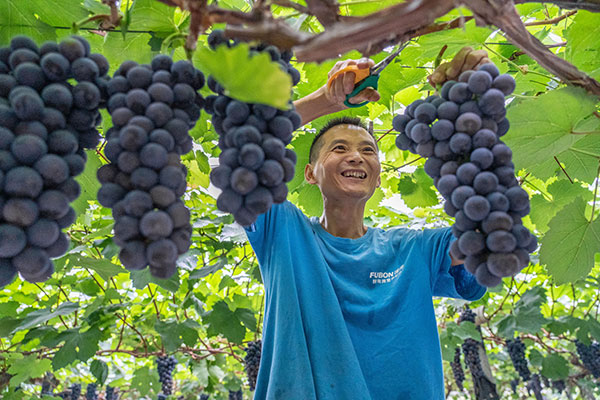 世界你好,我是眉山|葡萄成熟了_fororder_彭山葡萄丰收